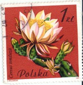 Цветущий кактус. Cereus tonduzii. Polska. 1zl.