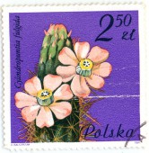 Цветущий кактус. Cylindropuntia fulgida. Polska. 2.5 zl. 1981 г. 50 RUB